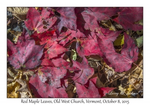 Red Maple leaves