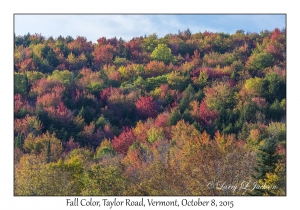 Evening Fall Color