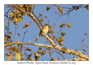 Eastern Phoebe