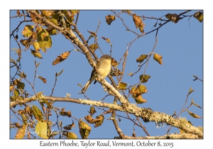 Eastern Phoebe