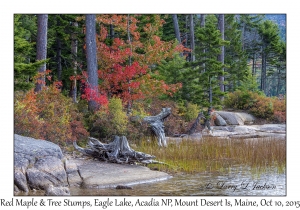 Red Maple & Tree Stumps