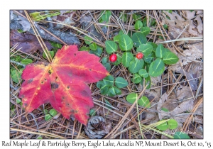 Partridge Berry