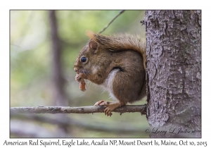 American Red Squirrel