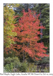 Red Maple