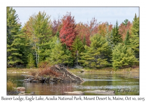 Beaver Lodge