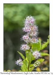 Narrowleaf Meadowsweet