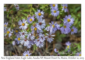 New England Aster