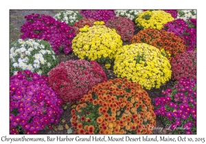 Chrysanthemums