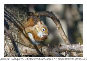 American Red Squirrel