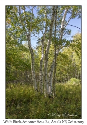 White Birch