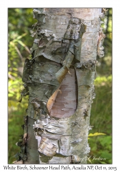 White Birch