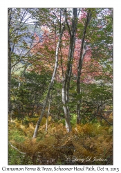 Cinnamon Ferns & Trees