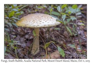 Fungi