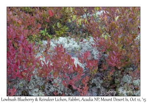 Lowbush Blueberry & Reindeer Lichen