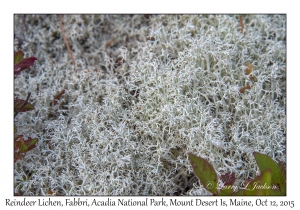 Reindeer Lichen