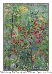 Winterberry