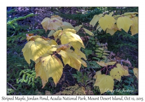 Striped Maple leaves