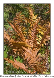 Cinnamon Fern