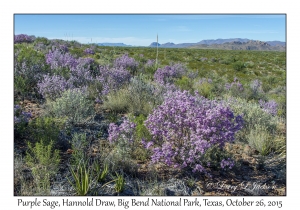 Purple Sage