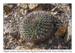 Nipple Cactus