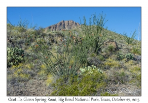 Ocotillo