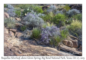 Boquillas Silverleaf