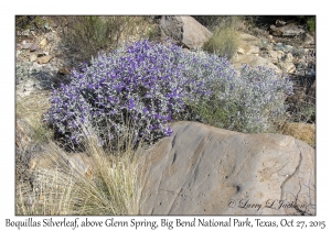 Boquillas Silverleaf