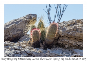 Rusty Hedgehog and Strawberry Cactus