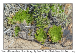 Resurrection Plant