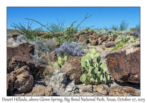 Desert Plants