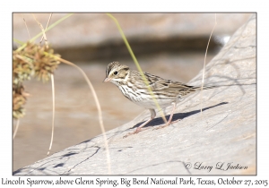 Lincoln Sparrow