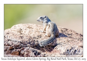 Texas Antelope Squirrel