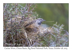 Cactus Wren