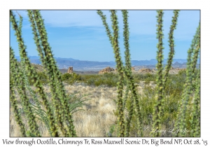 View through Ocotillo