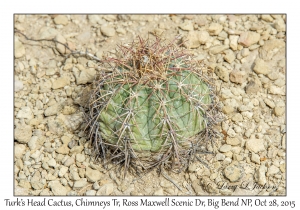 Turk's Head Cactus