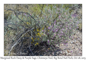 Margined Rock Daisy and Purple Sage