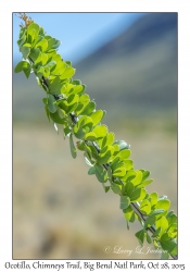 Ocotillo