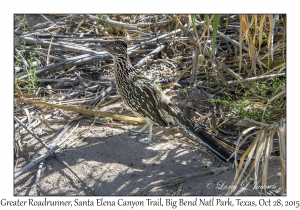 Greater Roadrunner