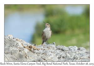 Rock Wren