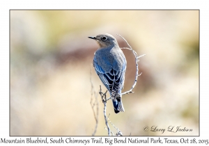 Mountain Bluebird, male