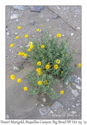 Desert Marigold