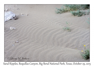 Sand Ripples