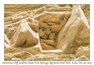 American Cliff Swallow Nests