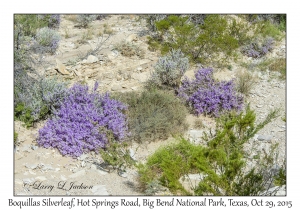 Boquillas Silverleaf