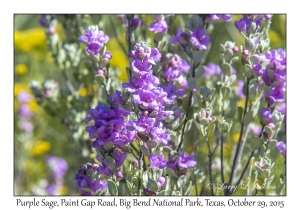 Purple Sage