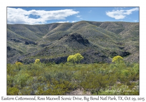 Cottonwood Trees