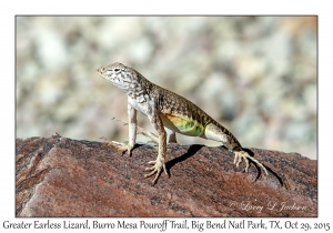 Greater Earless Lizard