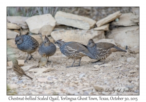 Chestnut-bellied Scaled Quail