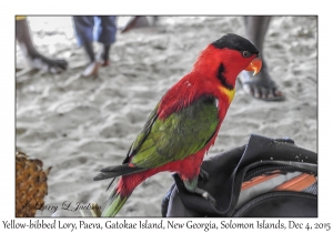 Yellow-billed Lory