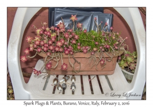 Spark Plugs & Plants